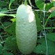 Snow White Cucumber